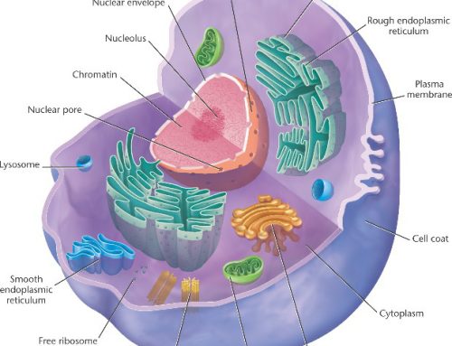Sanatatea si  factorii externi