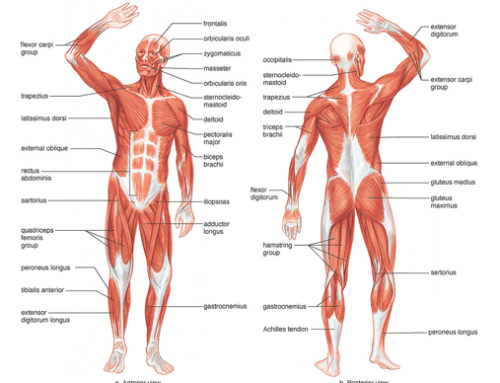 Putin despre corpul uman
